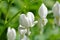 White bleeding heart plant