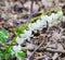 White Bleeding Hearts - Dicentra spectabilis