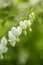 White Bleeding Hearts Flowers In My Garden Vertical