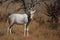 White blesbok (Damaliscus pygargus phillipsi)