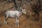 White blesbok (Damaliscus pygargus phillipsi)