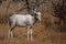 White blesbok (Damaliscus pygargus phillipsi)