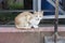 White and blonde farm cat, looking intently at the photographer, standing on a wall of a feed silo