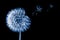 White bloom head Dandelion flower with flying seedstoning in classic blue color. Trendy creative design in color of 2020