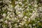 White bloom on trees during spring time