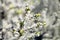 White blooming apple spring tree