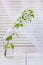 White blooming Apple tree branch in glass vase on light background of blinds and transparent curtains.