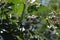 white blooming blackberry bush with insects