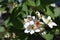 white blooming blackberry with a honey bee