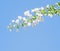 White blooming bougainvilleas.