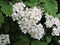 White blooming branch  in the  green  garden