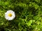 White blooming camomile on a background of juicy green grass