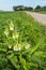 White blooming common comfrey plant