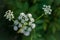 White blooming cow parsley or wild chervil in the garden,  horizontal