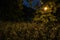 White blooming dandelions in a spring night park are illuminated by a lantern. Mariinsky Park. Ukraine