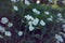 White blooming flower carnation Silene