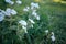 White blooming flower carnation Silene