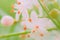 White blooming flowers with orange stamens blossom close-up. for post cards and calendars ring or summer mood concept