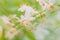 White blooming flowers with orange stamens blossom close-up. for post cards and calendars ring or summer mood concept