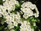 White blooming hawthorn in summer, Lithuania