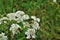 White blooming Hogweed with hoverflies spotted in La Bresse