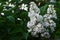 White blooming lilac with petals of an unusual shape