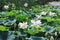 White blooming lotus flowers in the pond with green leaves growth close up view