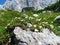 White blooming mountain avens (Dryas octopetala) flowers