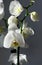 White blooming orchid flower on dark gray background close-up.