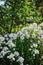 White blooming phlox in summer garden
