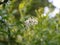 White blooming privet flower