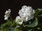 White blooming Saintpaulia on a black background.