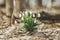 White blooming snowdrop folded or Galanthus plicatus with water drops in the forest background. Sunny spring day, dolly shot,