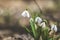 White blooming snowdrop folded or Galanthus plicatus with water drops in the forest background. Sunny spring day, dolly shot,