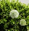 White blooming star ball leek in front of boxwood   2