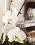 White blooming tender flower orchid