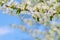 White blooming tree branch in spring