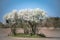 White blooming trees in spring standing single on a bare field