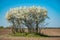 White blooming trees in spring standing single on a bare field