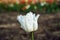 white blooming tulip flower in spring garden