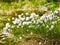 White blooming of tussock cottongrass, Eriophorum vaginatum, perennial herbaceous flowering plant