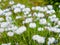 White blooming of tussock cottongrass, Eriophorum vaginatum, perennial herbaceous flowering plant