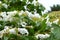 White blooming viburnum flowers with tiny budding berries in the inflorescence