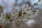 White blooms on a tree