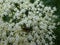 White blosso of an elder flower bush goldsmith beetle