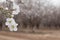 White blossom Almond tree flowers focus and Almond grove blurred background