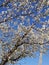 White Blossom on Apple Tree