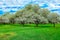 White blossom of apple trees