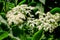 White blossom of black elderberry tree Sambucus nigra