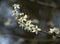 White blossom on a blackthorn tree branch